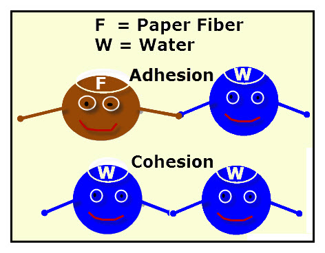 An animated diagram of water and fiber molecules. Fiber to water - adhesion, water to water-cohesion.