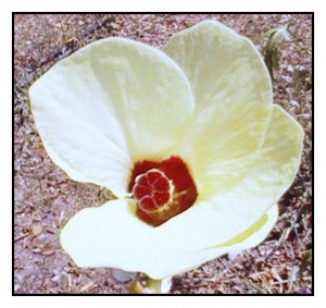 Okra plants have a four-petal pale yellow flower with a bright red center. 