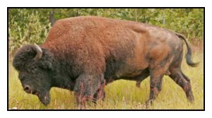 The buffalo photo was taken in WOOD BUFFALO NATIONAL PARK in Canada. 