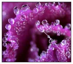Dew Drops on a purple plant. Dew is atmospheric condensation.