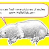 A drawing of a mole is shown to clarify that in chemistry a mole is not an animal.