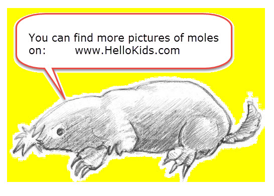 A drawing of a mole is shown to clarify that in chemistry a mole is not an animal.
