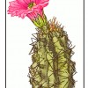 public domain http://www.clipartpal.com/clipart_pd/plants/cactus1.html