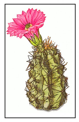 Succulents And Cacti Desert Plants Stock Illustration - Download Image Now  - Cactus, Arizona, Mexico - iStock