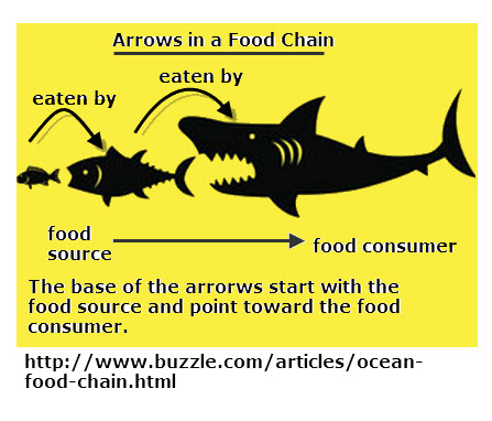 Food Chain Arrows